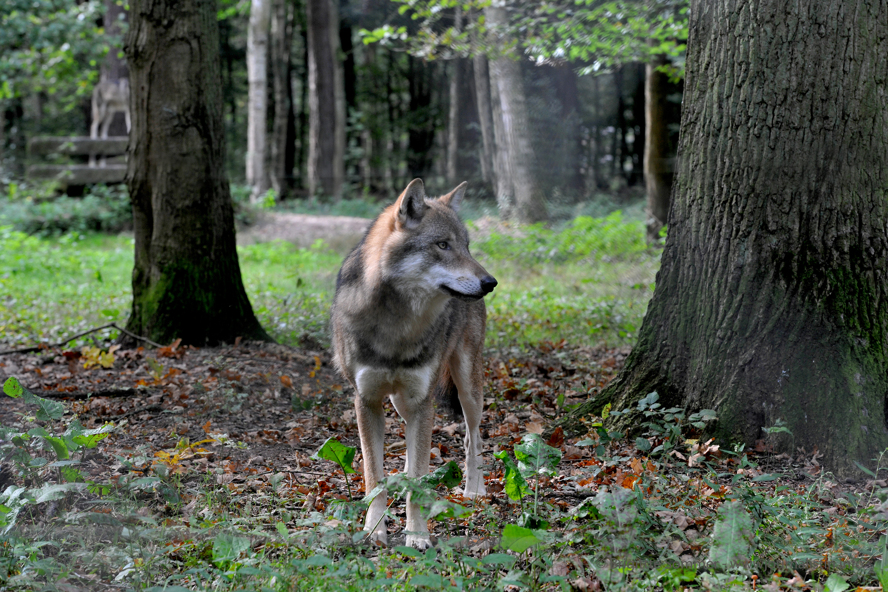DSC_0876cr