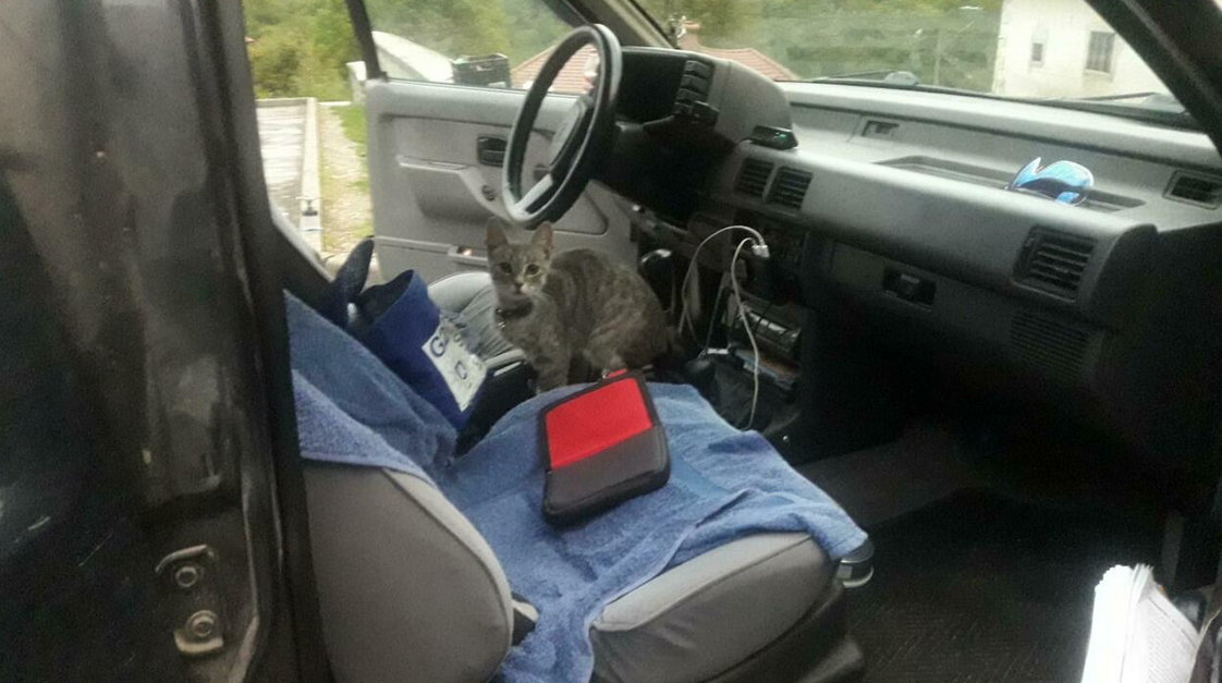 Katze