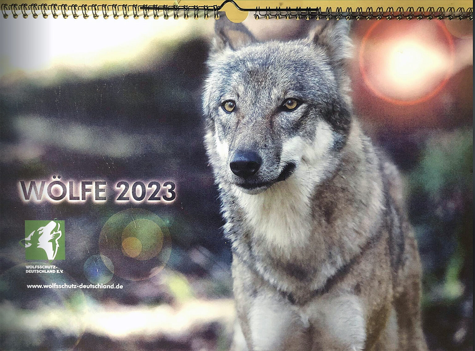Unser exklusiver Wolfskalender 2023 kann bestellt werden