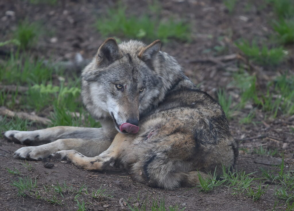 Beispielbild verletzter Wolf.